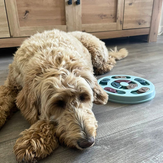 chien calme après utilisation gamelle anti glouton chien