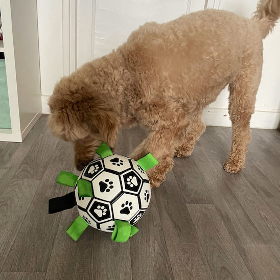 Chien jouant avec la balle interactive FootDog en tirant sur les sangles.