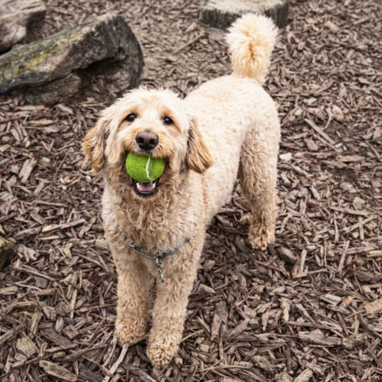 Chien heureux tenant une balle pour chien BipBalles dans la bouche pendant un jeu au parc.