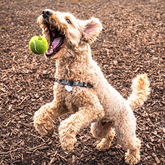 Chien sautant pour attraper une balle pour chien BipBalles pendant un jeu actif au parc.