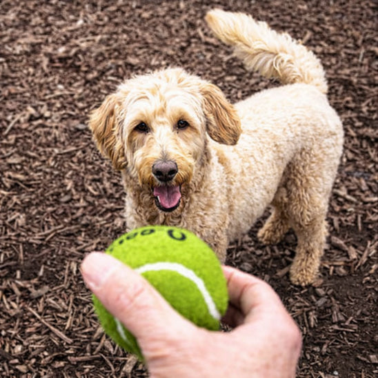 Balle pour chien BipBalles tenue par un humain devant un chien prêt à jouer au lancer au parc.