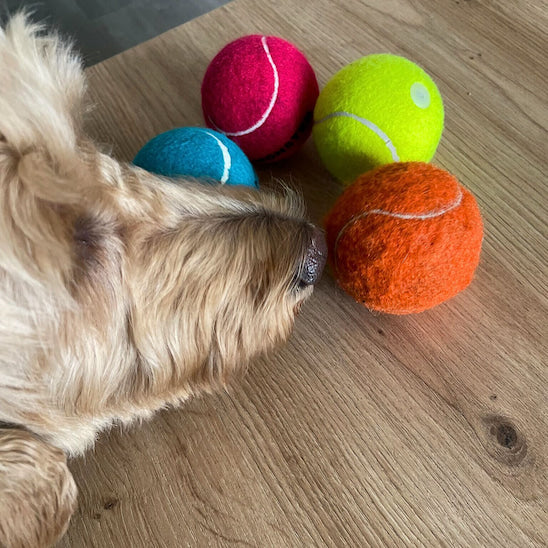Lot de balles colorées pour chien avec chien en train de les observer