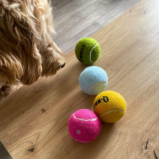 Balles pour chien colorées alignées sur une table en bois