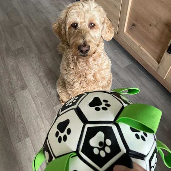 Chien découvrant et reniflant la balle FootDog au sol.
