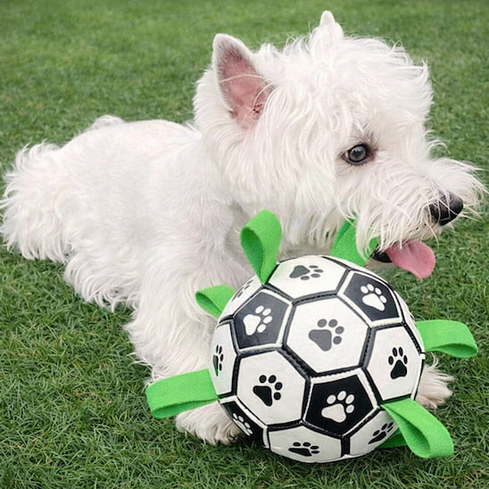 Chien jouant avec la balle FootDog sur l’herbe dans un parc
