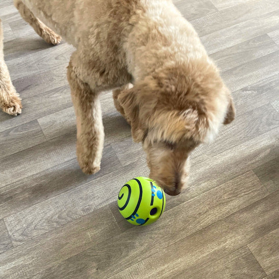 Balle pour chien SonoBalle posée au sol pendant qu’un chien la renifle avec curiosité.