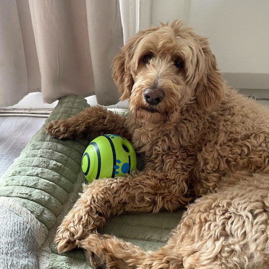 Balle pour chien interactive | SonoBalle