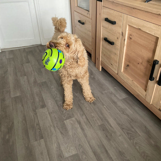 Chien qui joue avec la balle pour chien SonoBalle en la portant dans sa gueule.