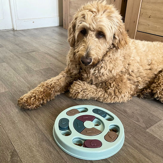 chien renifle et manipule puzzle gamelle anti glouton chien