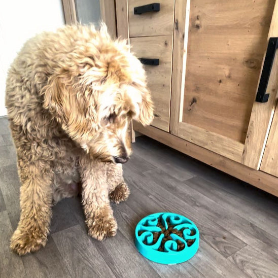 chien devant gamelle anti glouton chien Spirale Gourmande avant le repas