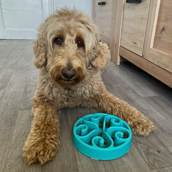 gamelle anti glouton chien Spirale Gourmande avec rainures en spirale profondes
