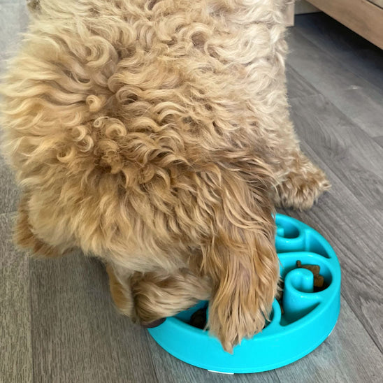 chien mangeant avec gamelle anti glouton chien Spirale Gourmande repas plus lent
