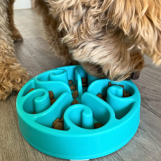 gamelle anti glouton chien Spirale Gourmande utilisation avec chien qui mange lentement