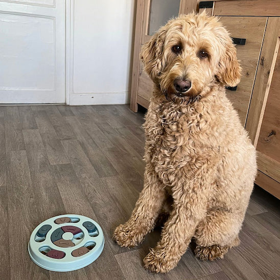 gamelle anti glouton chien Truffe Maligne avec chien en attente calme