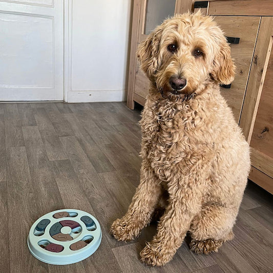 gamelle anti glouton chien Truffe Maligne avec chien en attente calme