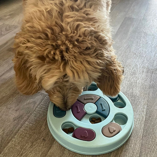 chien utilise gamelle anti glouton chien pour chercher croquettes