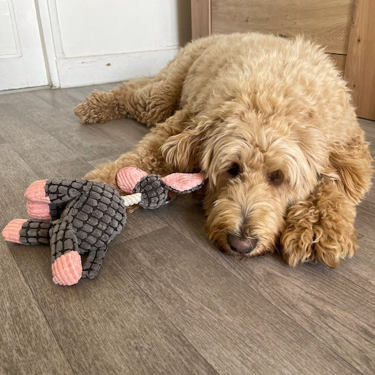 labradoodle reposant près de la peluche chien Gaston l’Ânon