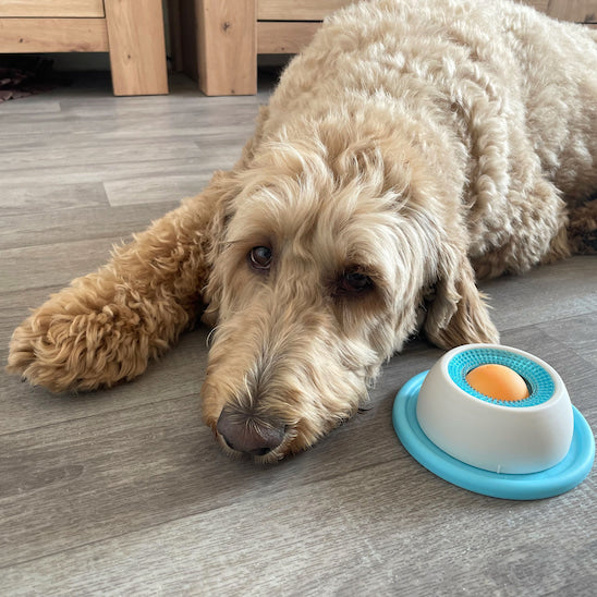  Chien détendu après utilisation du jouet pour chien Bulle Gourmande dans un moment calme à la maison.