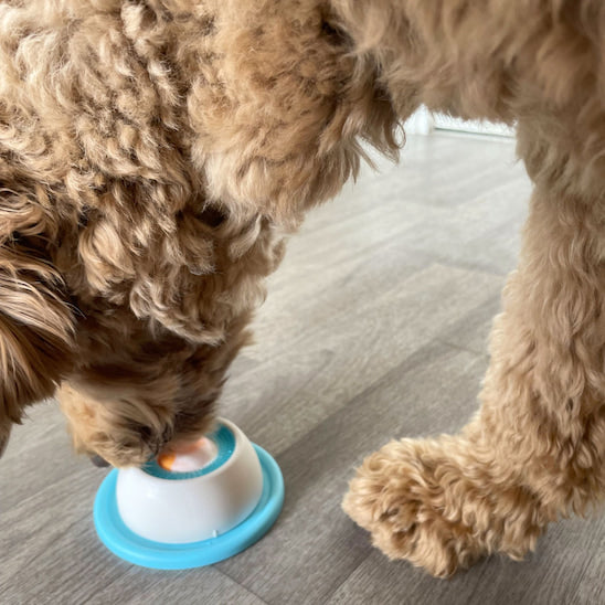 Chien utilisant le jouet pour chien anti glouton Bulle Gourmande en gros plan pendant une activité d’occupation.