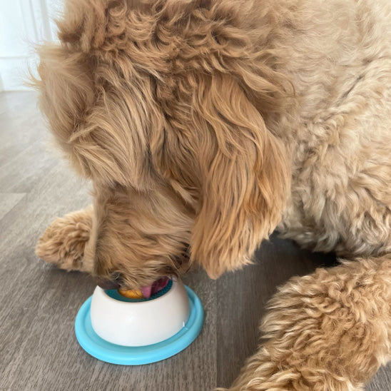 Chien en train de lécher le jouet pour chien Bulle Gourmande pour une activité apaisante.