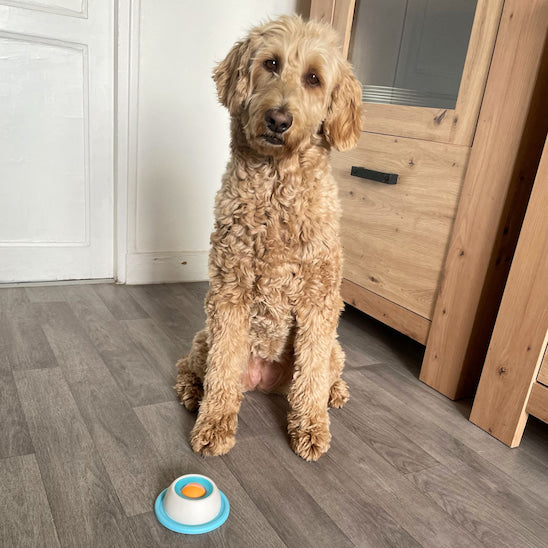Jouet pour chien Bulle Gourmande posé au sol dans un intérieur chaleureux avec un chien assis à proximité.