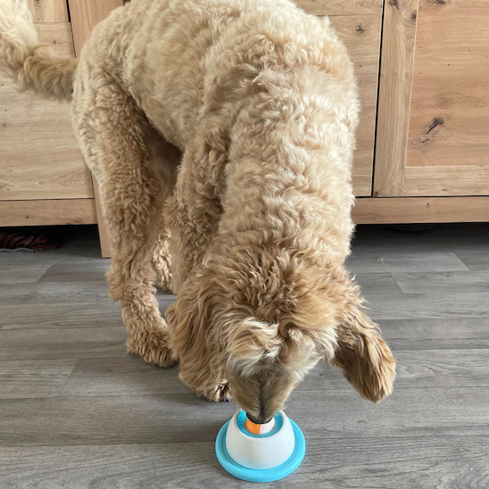 Jouet pour chien Bulle Gourmande utilisé par un chien pour lécher et ralentir l’alimentation.
