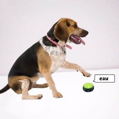 Jouet pour Chien - Buzzer Chien : Le Jouet Intelligent - Coin Chouchou