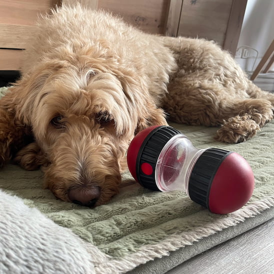 Chien détendu après jeu avec le jouet pour chien anti glouton Croque-Jeu