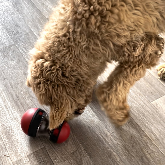 Chien jouant avec le jouet pour chien anti glouton Croque-Jeu à la maison