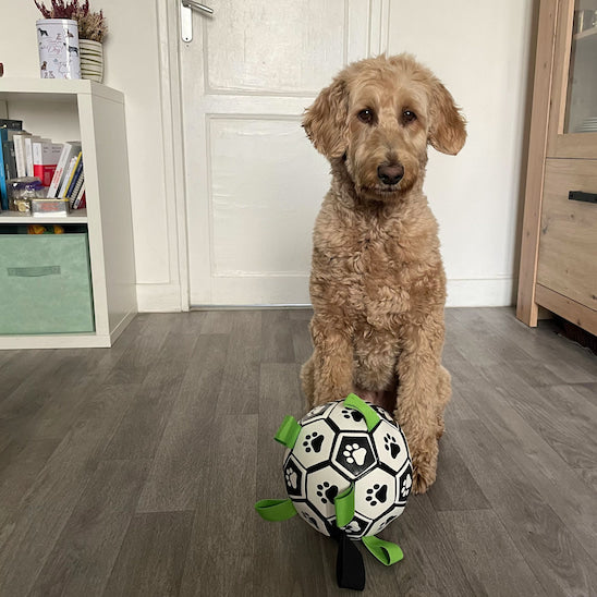 Chien assis calmement à la maison avec la balle FootDog après le jeu.