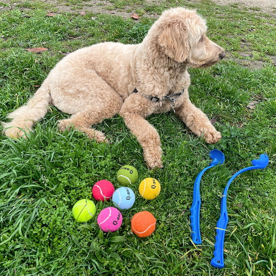 lanceur de balle pour chien en deux tailles avec balles de tennis standard
