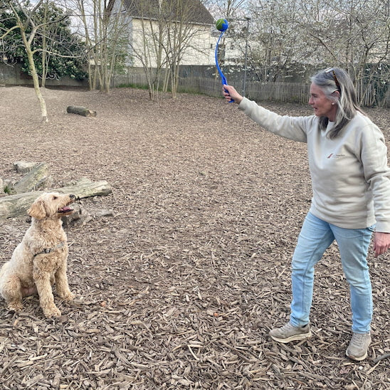 jeu complice avec lanceur de balle pour chien en extérieur