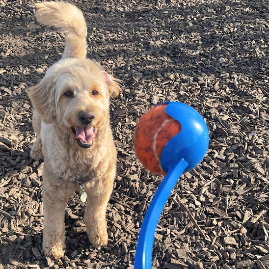lanceur de balle pour chien Lancer Complice avec Cataleya prête à jouer
