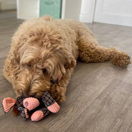 labradoodle mâchouillant la peluche chien Gaston l’Ânon