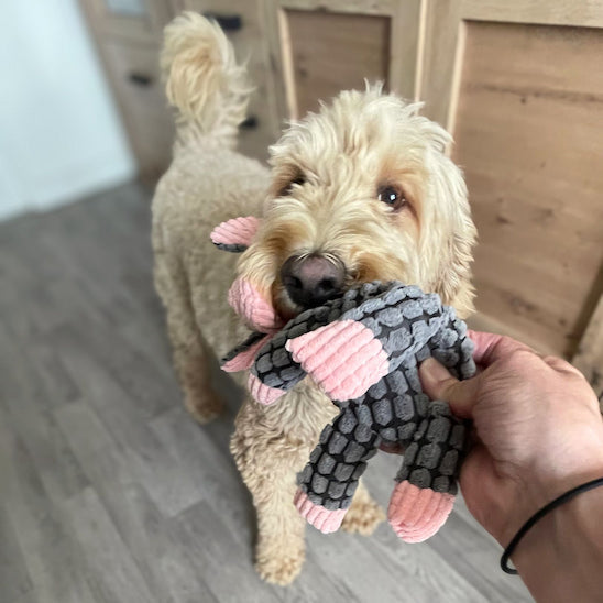 jeu complice entre chien et humain avec peluche chien Gaston l’Ânon
