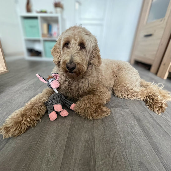 chien détendu avec peluche chien douce Gaston l’Ânon