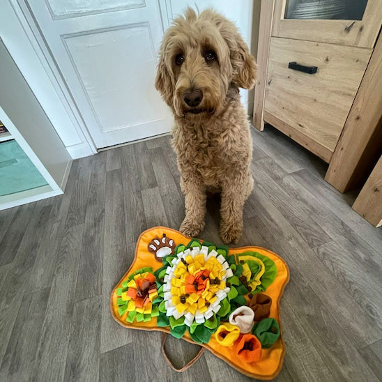 chien qui cherche ses croquettes dans un tapis de fouille chien