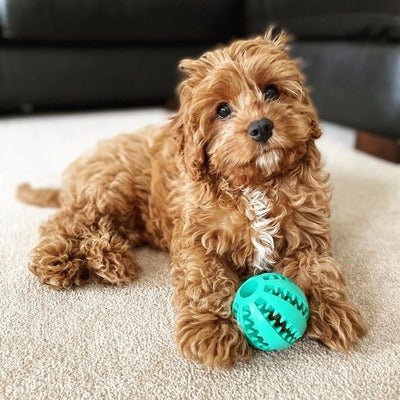 Ballon pour chien - BalleGéniale ™ - Coin Chouchou