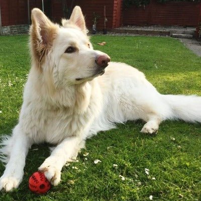 Ballon pour chien - BalleGéniale ™ - Coin Chouchou