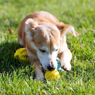 Ballon pour chien - BalleGéniale ™ - Coin Chouchou