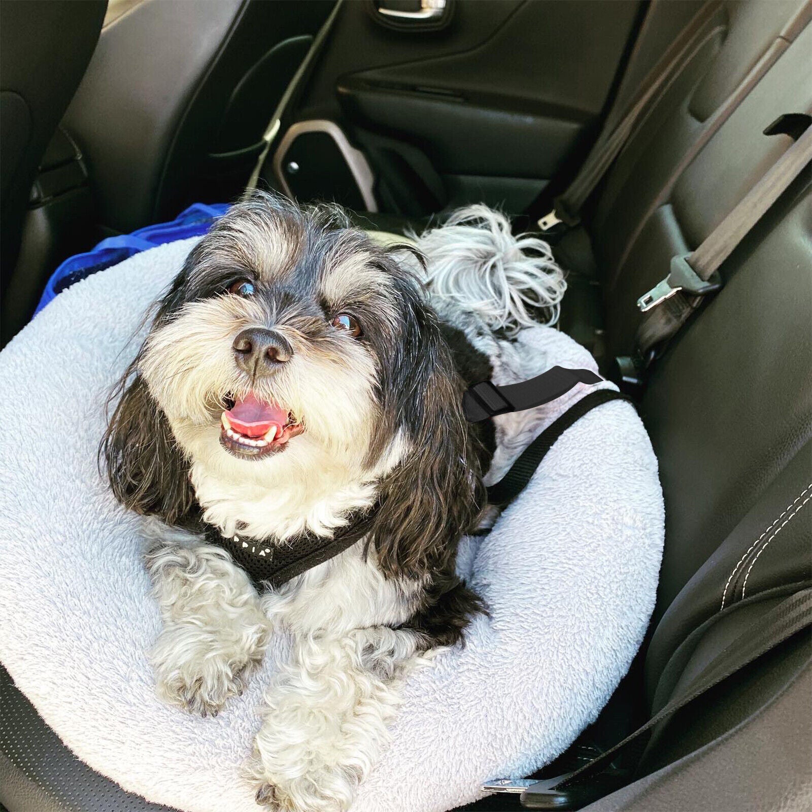 Ceinture de sécurité pour chien - VoyageSûr ™ - Coin Chouchou