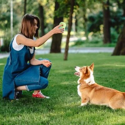 Distributeur croquettes chien - CroquetteMaligne ™ - Coin Chouchou