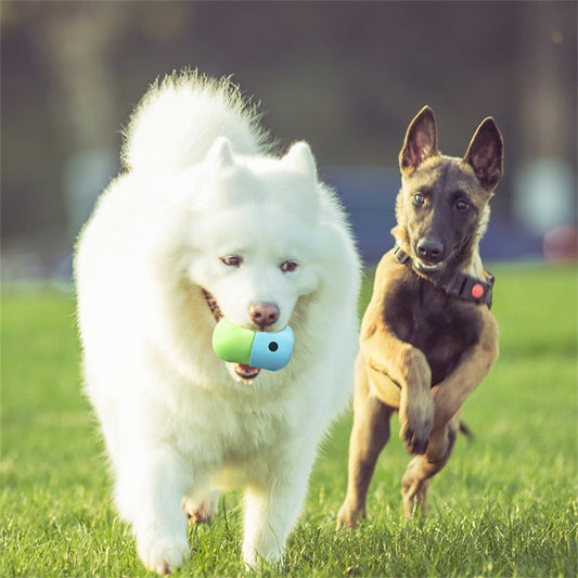 Distributeur croquettes chien - CroquetteMaligne ™ - Coin Chouchou